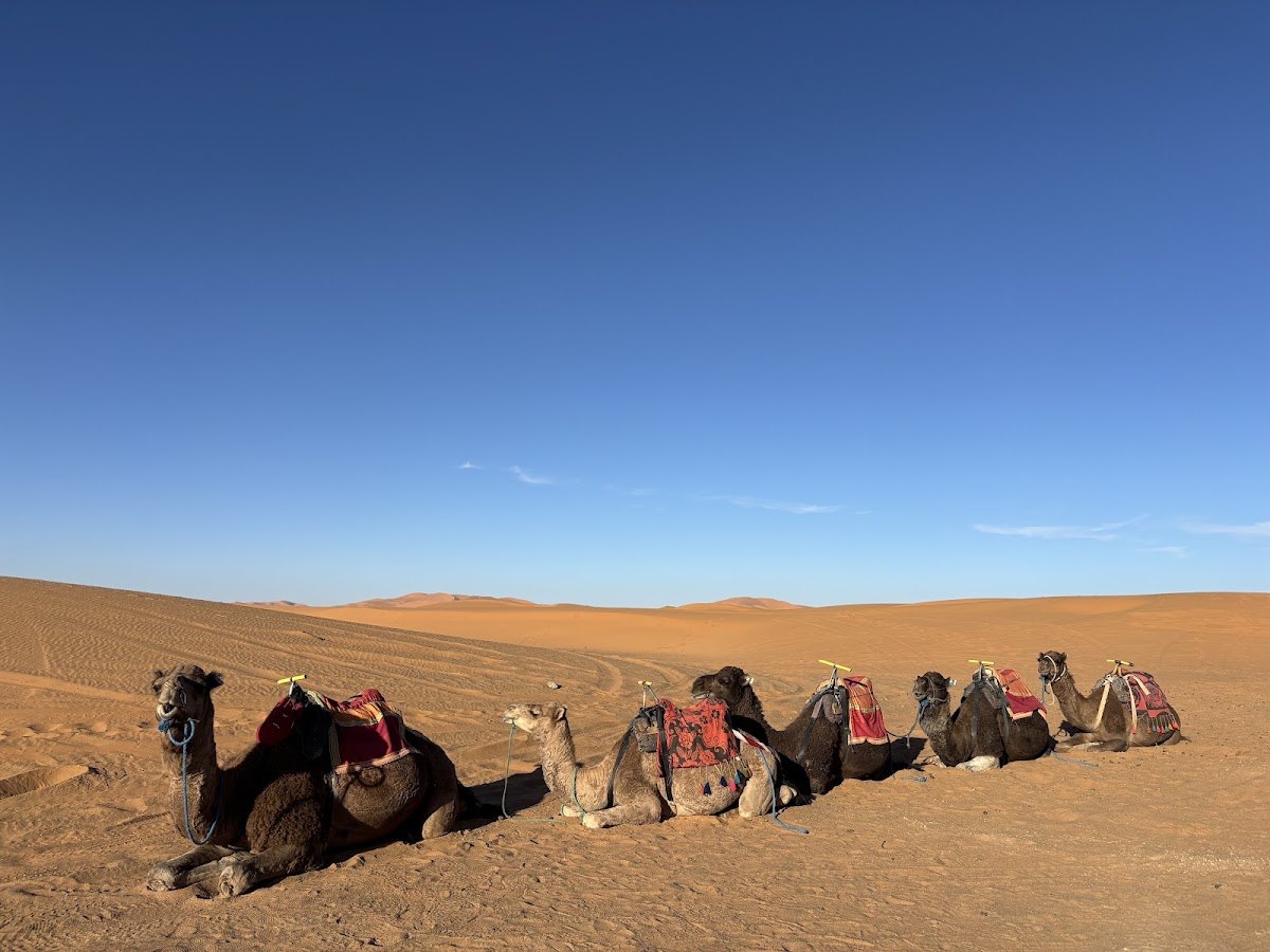 Sun Trails | Private Luxury Tours in Morocco | Sahara Desert | Honeymoon Travel | All-Inclusive Vacation Packages — tour operator in 73 Av. Hassan II, Morocco – photo 2