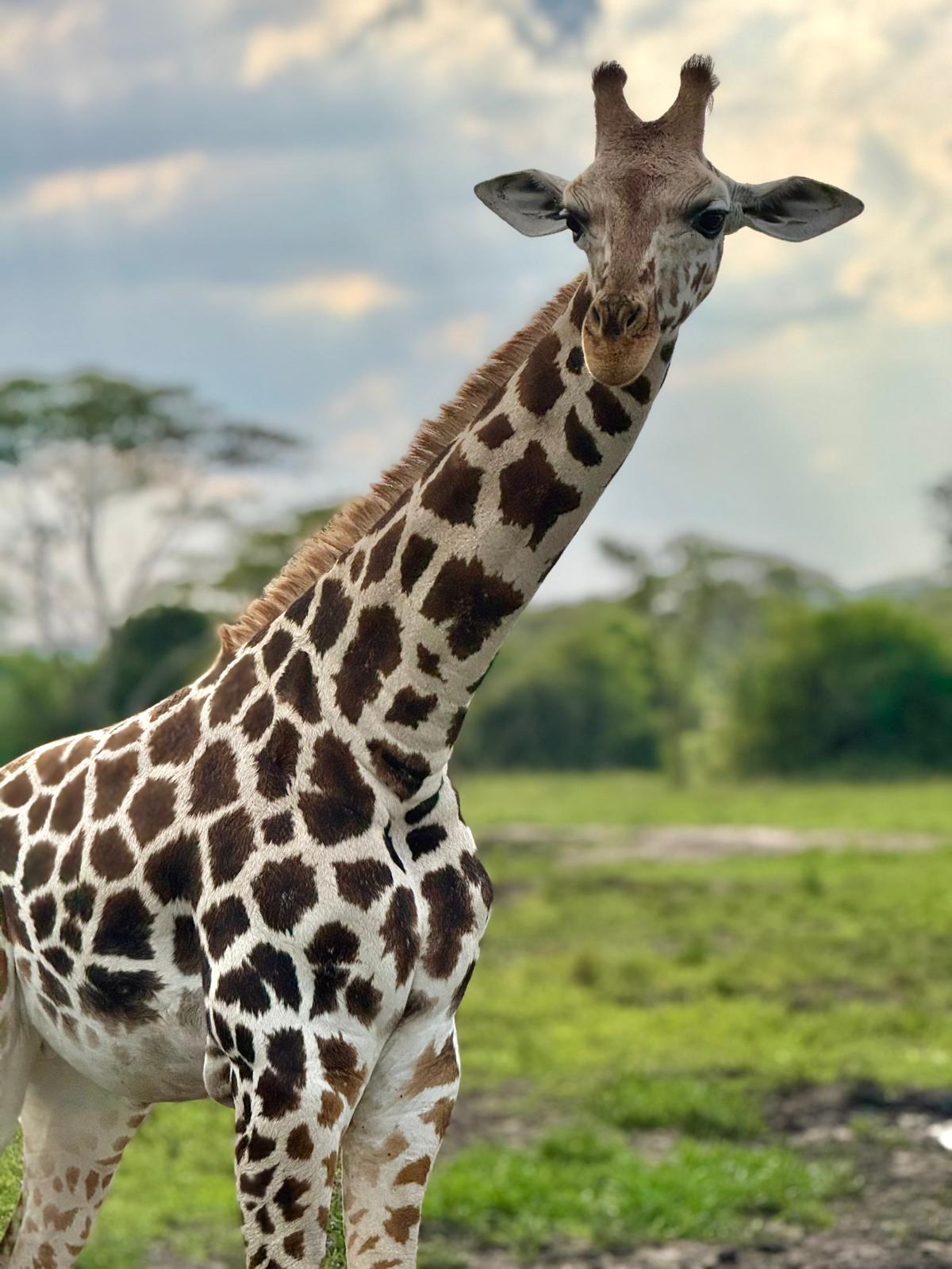 K Safaris | Uganda Safaris | Gorilla Trekking | Kenya safaris | Luxury African Safaris and Tanzania Safaris — tour operator in Kikaya Zone, Uganda – photo 3