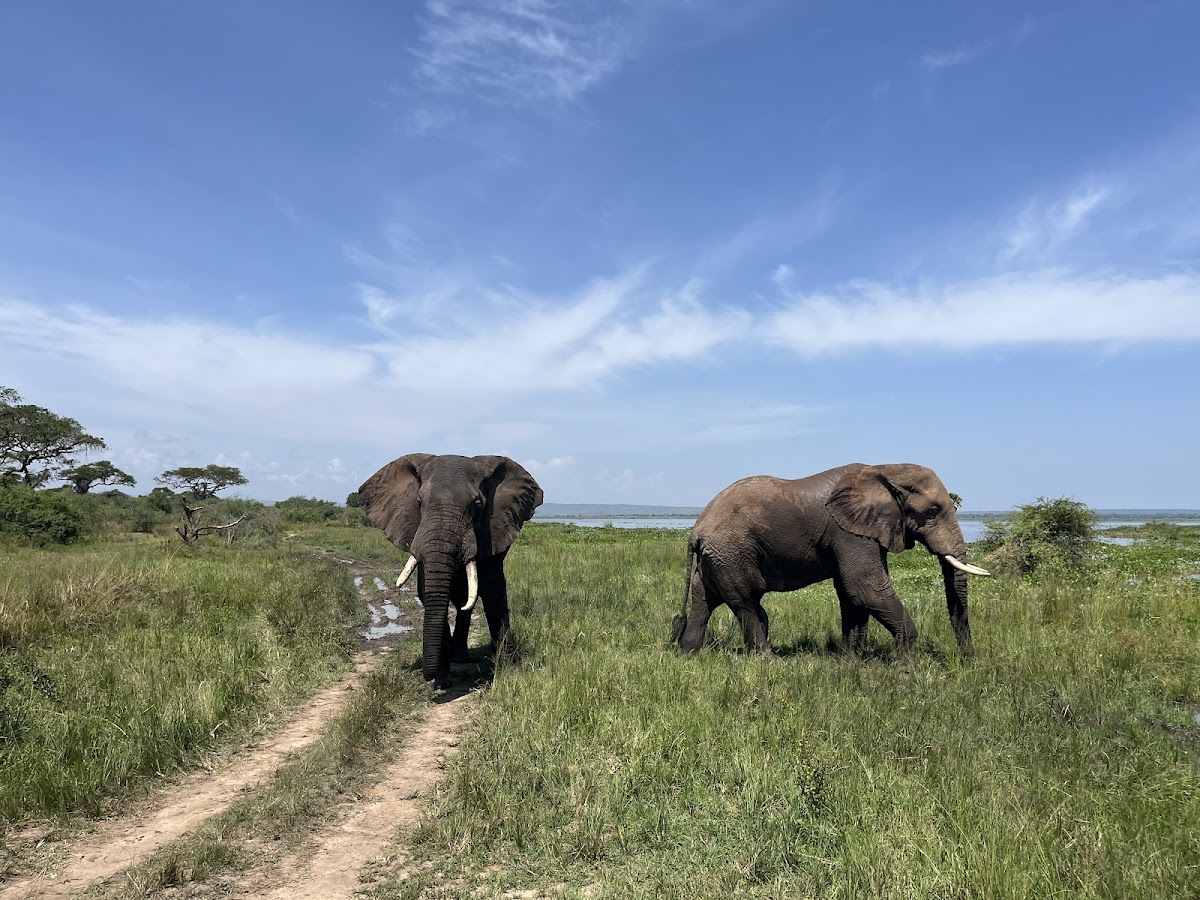 K Safaris | Uganda Safaris | Gorilla Trekking | Kenya safaris | Luxury African Safaris and Tanzania Safaris — tour operator in Kikaya Zone, Uganda – photo 6