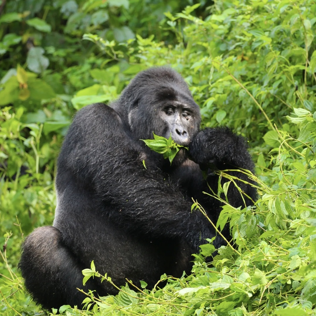 K Safaris | Uganda Safaris | Gorilla Trekking | Kenya safaris | Luxury African Safaris and Tanzania Safaris — tour operator in Kikaya Zone, Uganda – photo 2