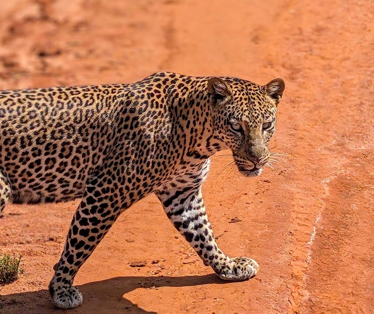 K Safaris | Uganda Safaris | Gorilla Trekking | Kenya safaris | Luxury African Safaris and Tanzania Safaris — tour operator in Kikaya Zone, Uganda – photo 5