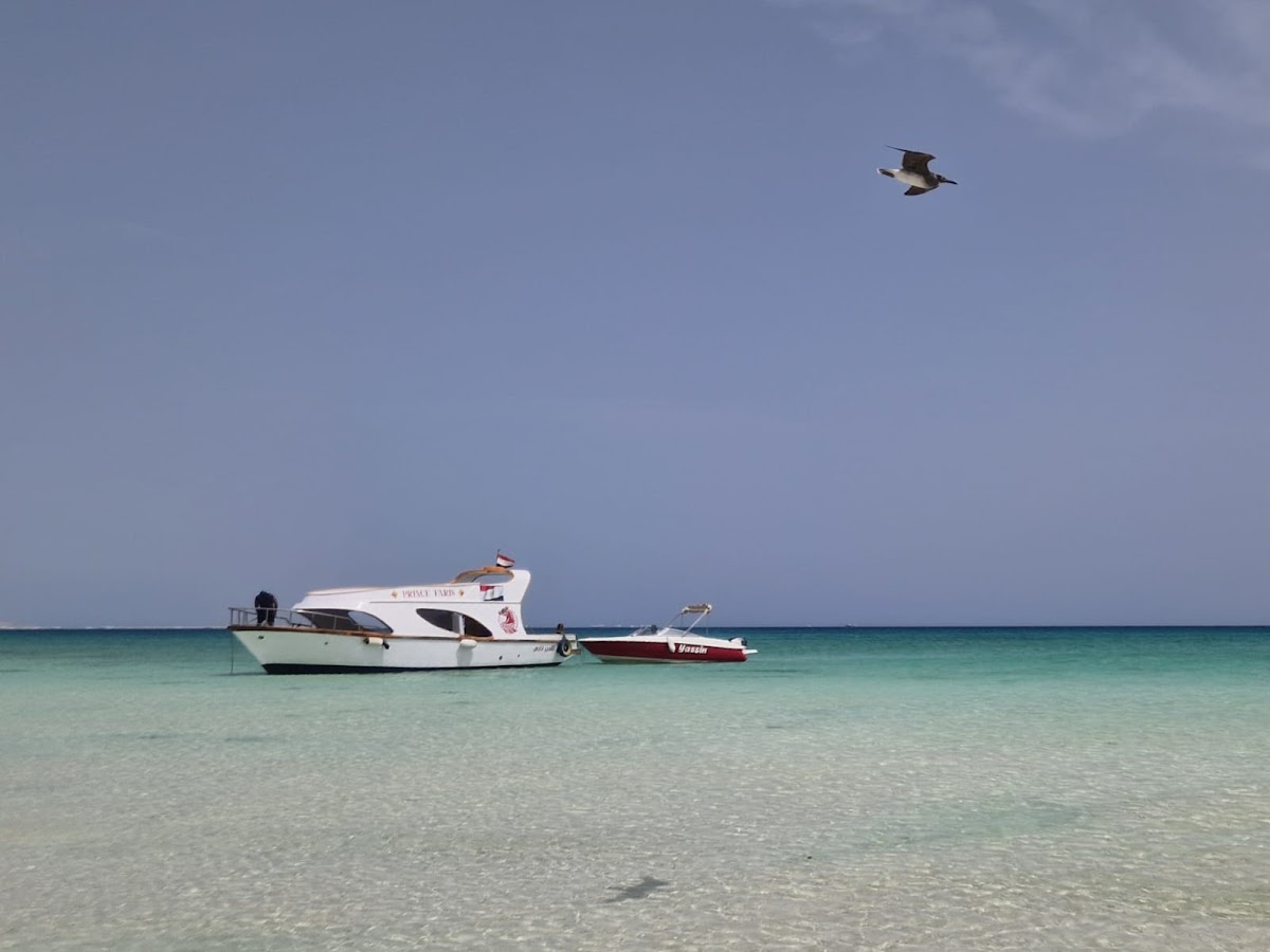 Moon Tours Egypt — tour operator in Front of pharoh Azur Hotel، Hurghada 1, Egypt – photo 4