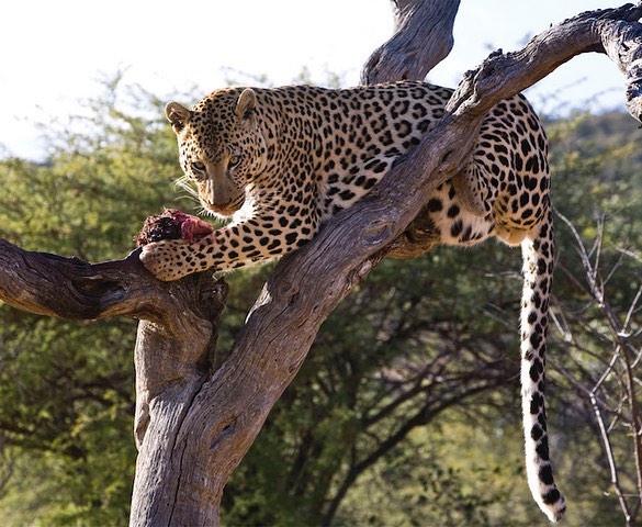 SWA SAFARIS Namibia — tour operator in 12 Trift Street, Namibia – photo 6