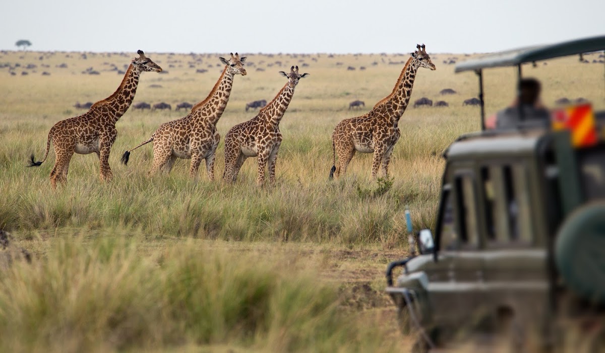 SWA SAFARIS Namibia — tour operator in 12 Trift Street, Namibia – photo 2