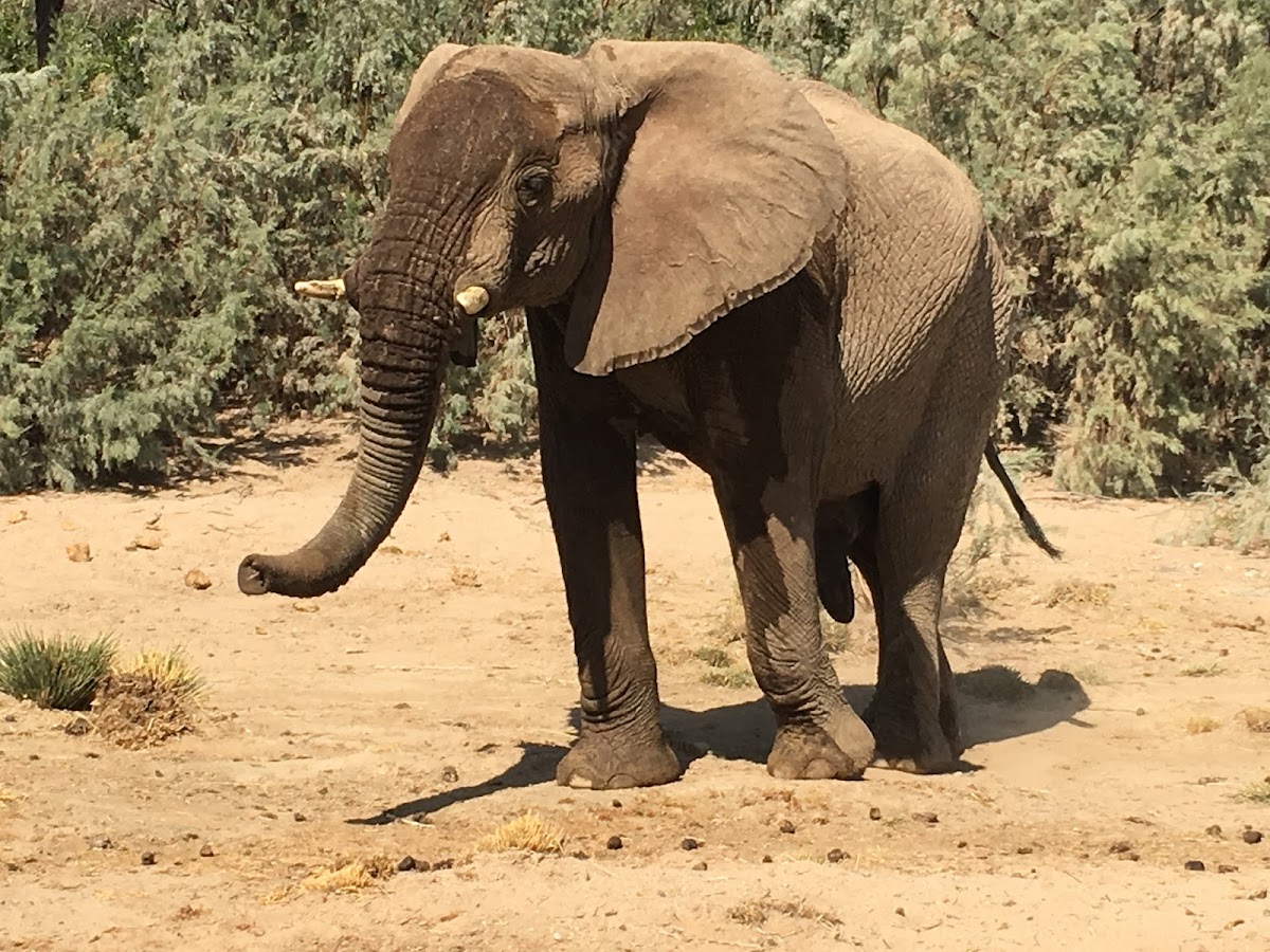 SWA SAFARIS Namibia — tour operator in 12 Trift Street, Namibia – photo 3