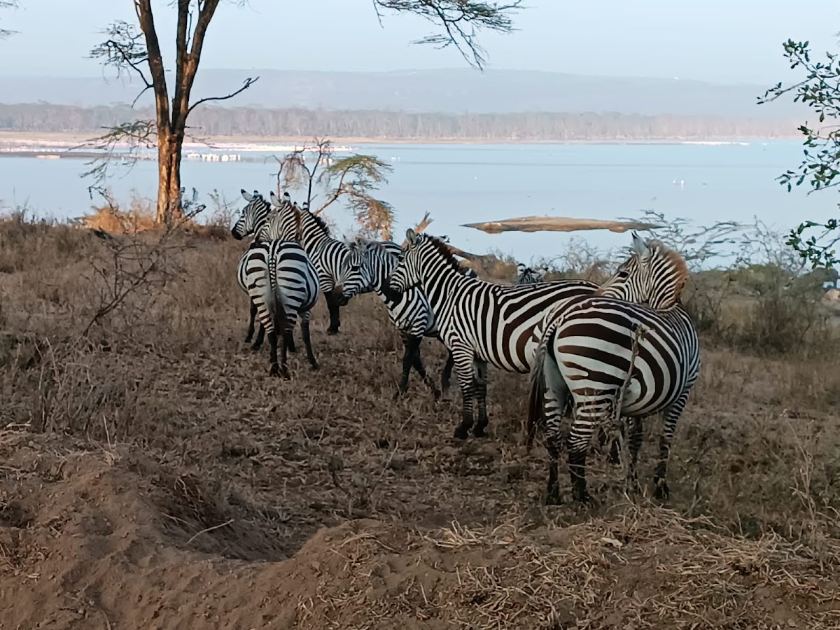 Unscripted Safaris Ltd — tour operator in Koinange St, Kenya – photo 4