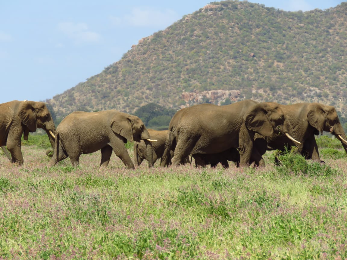 Unscripted Safaris Ltd — tour operator in Koinange St, Kenya – photo 6