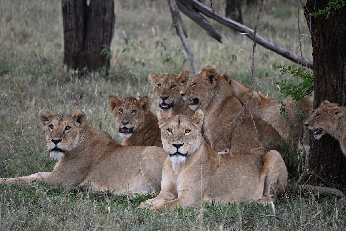 Far and Beyond Safaris — tour operator in 872 Aerodrome, Zimbabwe – photo 6