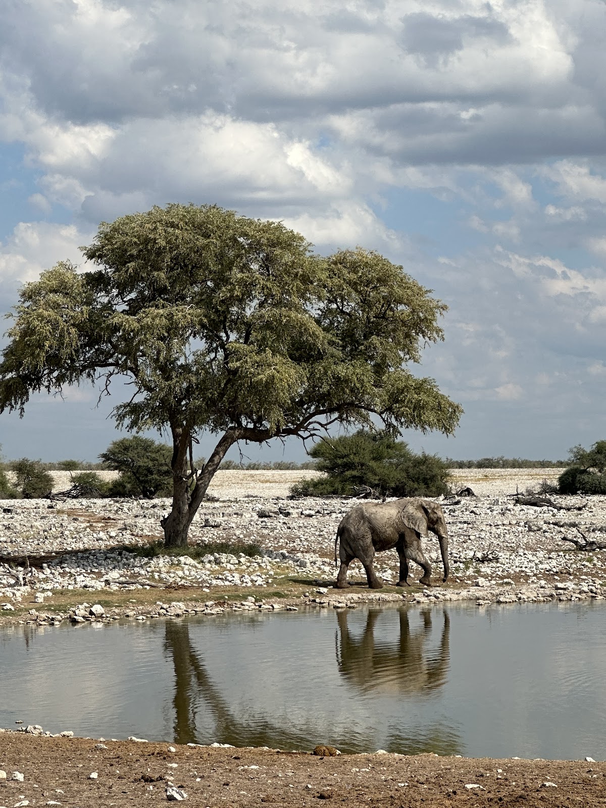 Safari and Tours — tour operator in Cape Town, South Africa – photo 3