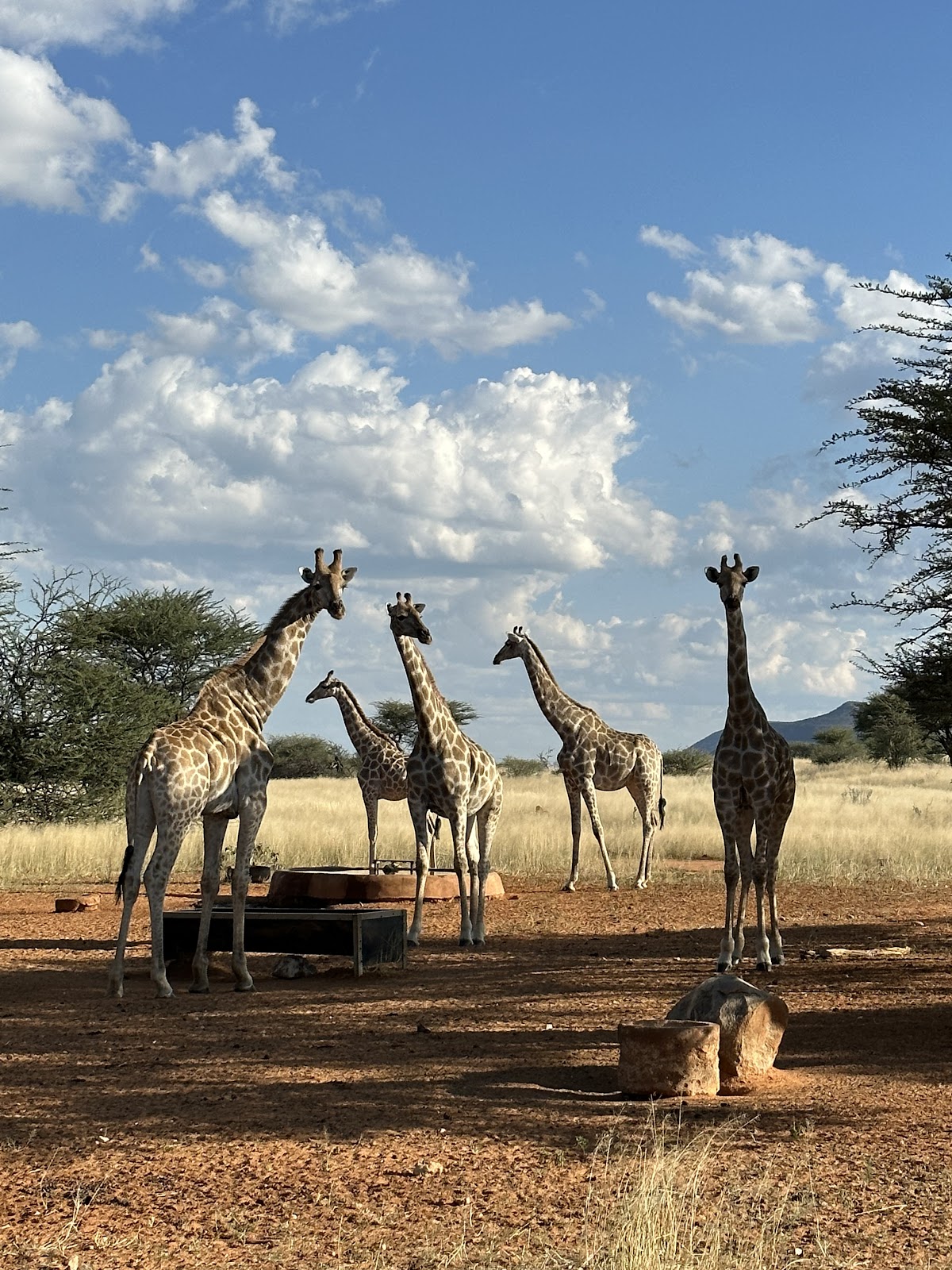 Safari and Tours — tour operator in Cape Town, South Africa – photo 6