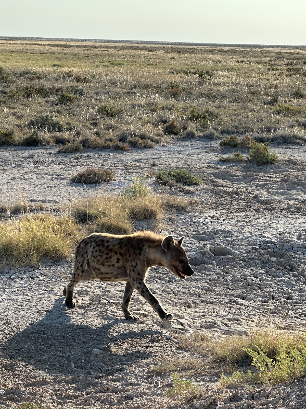 Safari and Tours — tour operator in Cape Town, South Africa – photo 2