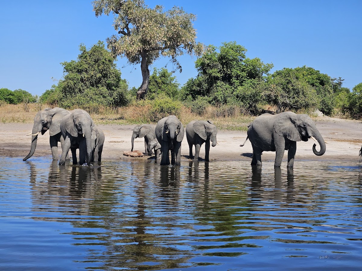 Savannah Adventures Safaris , Victoria Falls Zimbabwe — tour operator in 738 Adam Stander Dr, Zimbabwe – photo 5