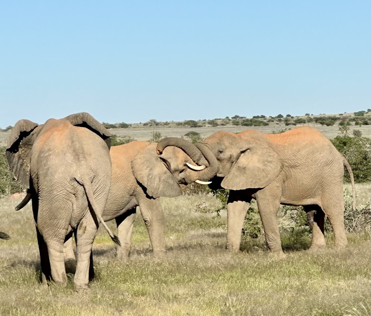 Desert Africa Safaris — tour operator in 5 Aviation Road, Namibia – photo 3