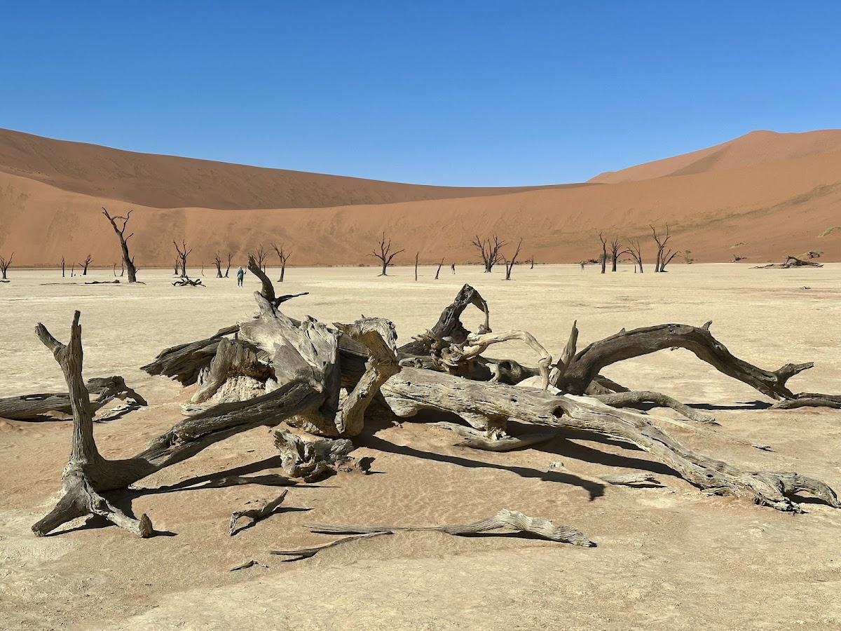 Desert Africa Safaris — tour operator in 5 Aviation Road, Namibia – photo 1