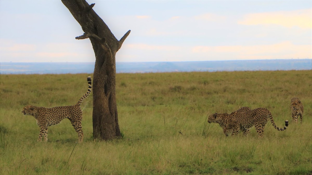 AJ Kenya Safaris Ltd - Tours and Travel — tour operator in D7/D8, Kenya – photo 1