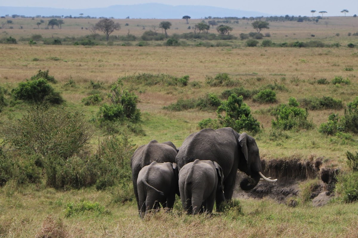 AJ Kenya Safaris Ltd - Tours and Travel — tour operator in D7/D8, Kenya – photo 5