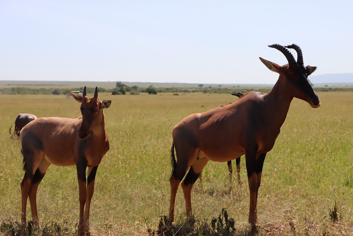 AJ Kenya Safaris Ltd - Tours and Travel — tour operator in D7/D8, Kenya – photo 2