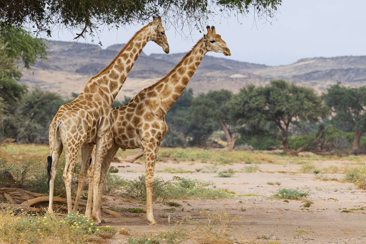Namibia Tours & Safaris — tour operator in Sam Nujoma Ave, Namibia – photo 4