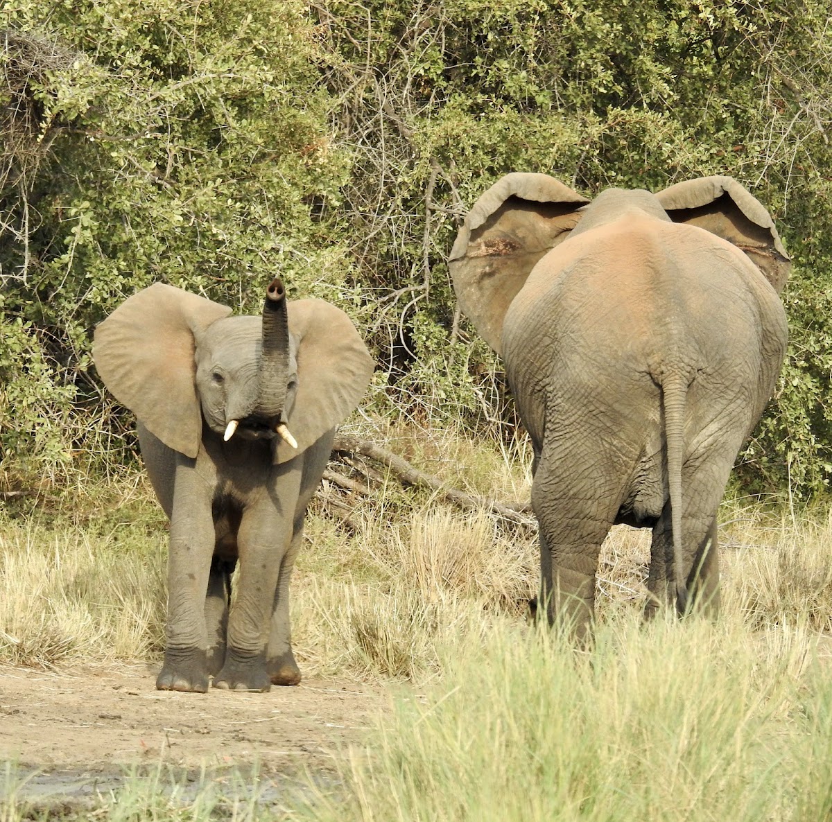 South Africa Tours — tour operator in Modimolle, South Africa – photo 4