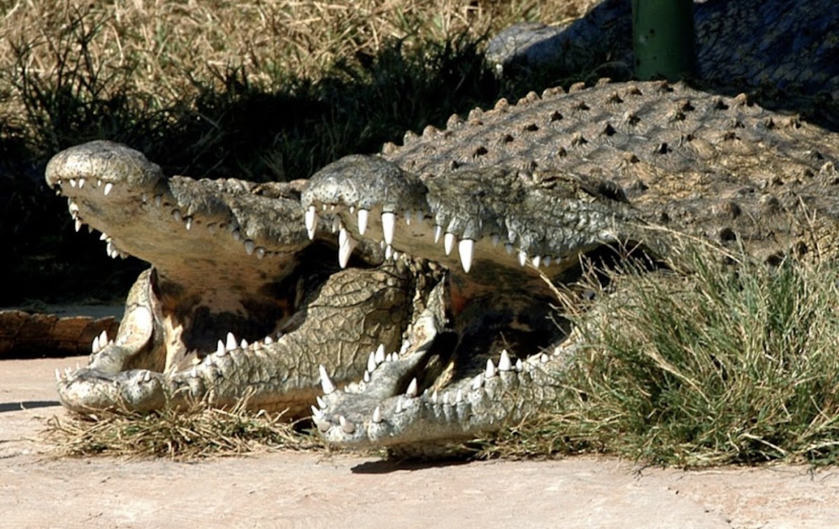 South Africa Tours — tour operator in Modimolle, South Africa – photo 3