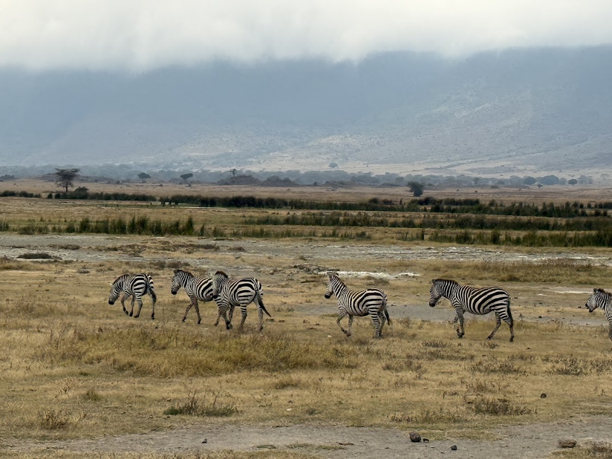 Serengeti Smile - One of the Best Tanzania Tour Operators — tour operator in Erangau Street, Tanzania – photo 4
