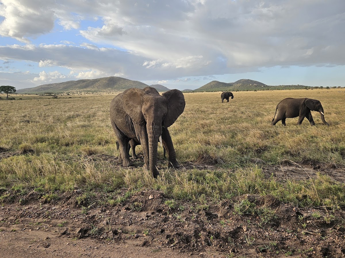 Serengeti Smile - One of the Best Tanzania Tour Operators — tour operator in Erangau Street, Tanzania – photo 3