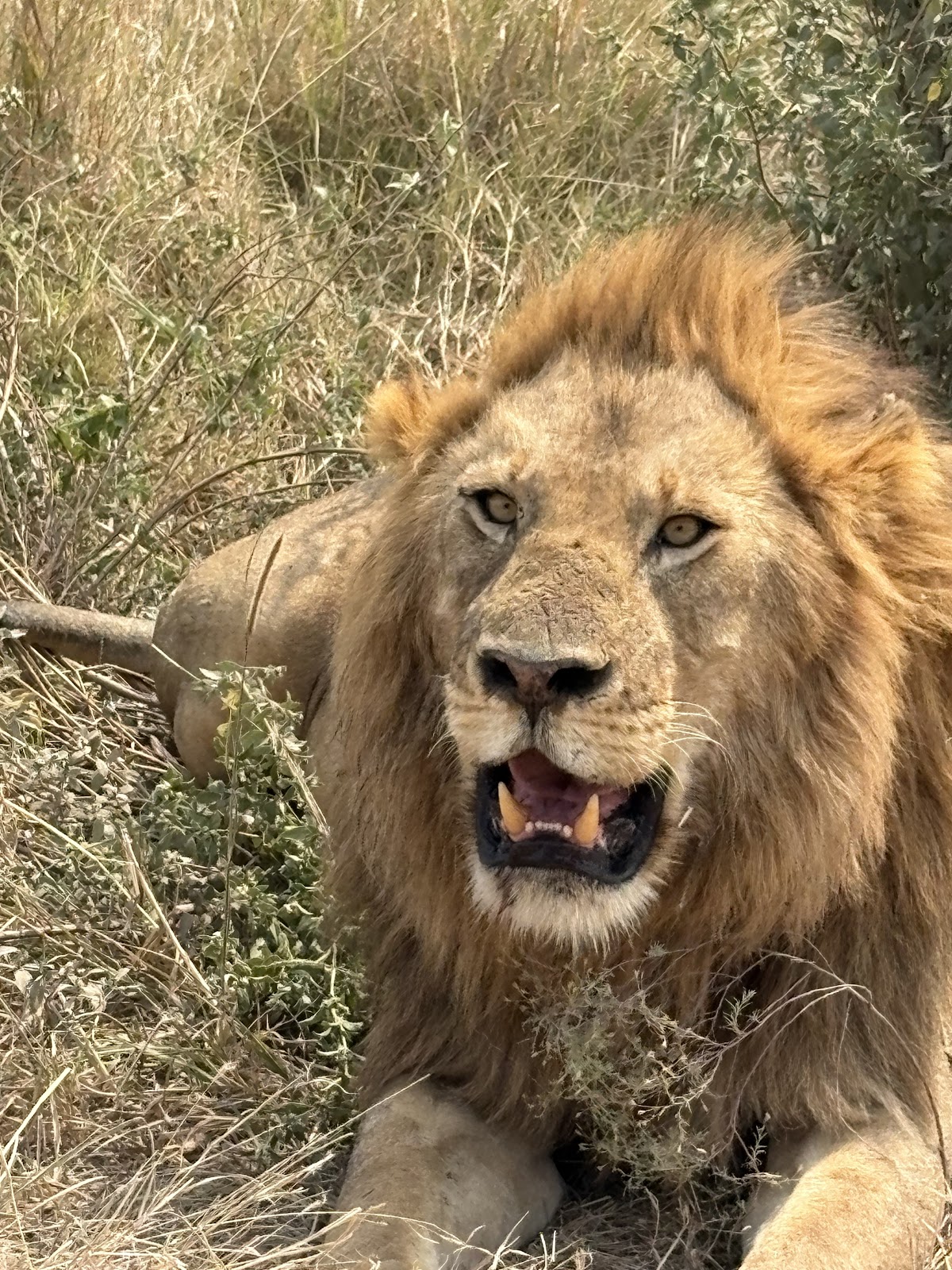 Serengeti Smile - One of the Best Tanzania Tour Operators — tour operator in Erangau Street, Tanzania – photo 6