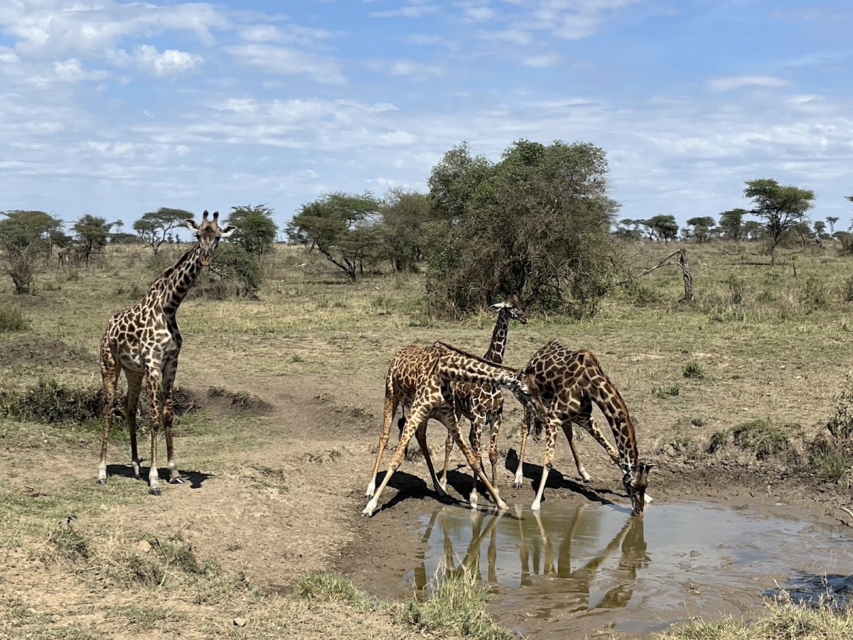 Serengeti Smile - One of the Best Tanzania Tour Operators — tour operator in Erangau Street, Tanzania – photo 2