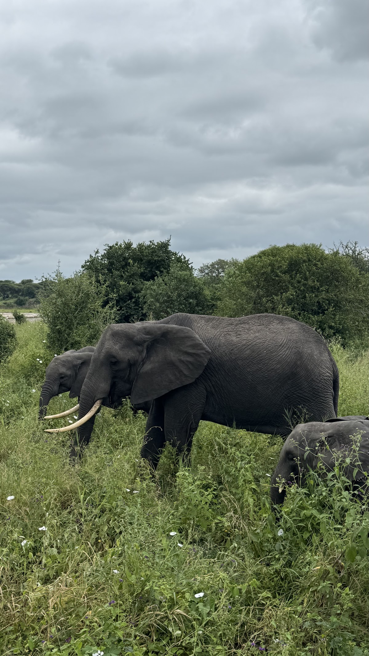 Serengeti Smile - One of the Best Tanzania Tour Operators — tour operator in Erangau Street, Tanzania – photo 5