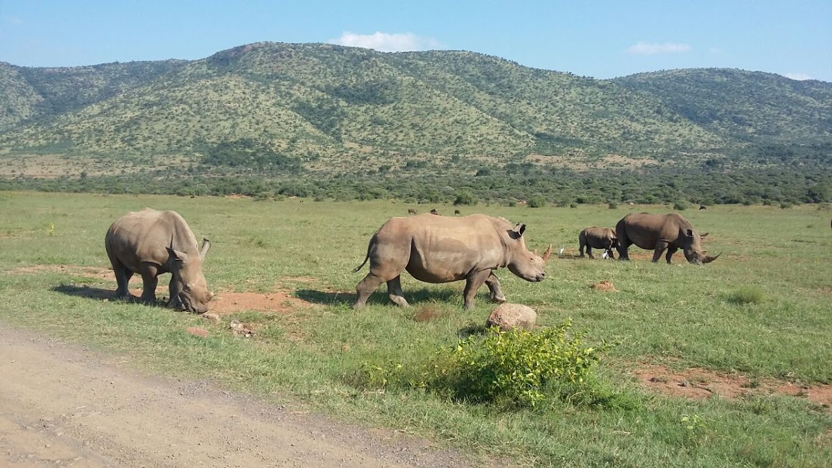 South Africa Adventures — tour operator in Chartwell, South Africa – photo 1