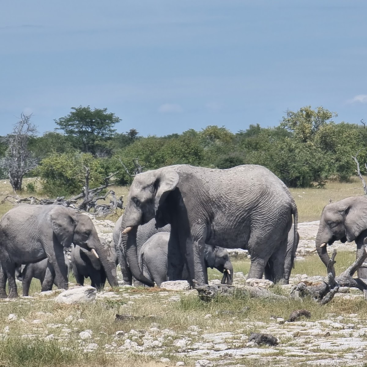 Chameleon Safaris — tour operator in Ferry Street, Namibia – photo 6