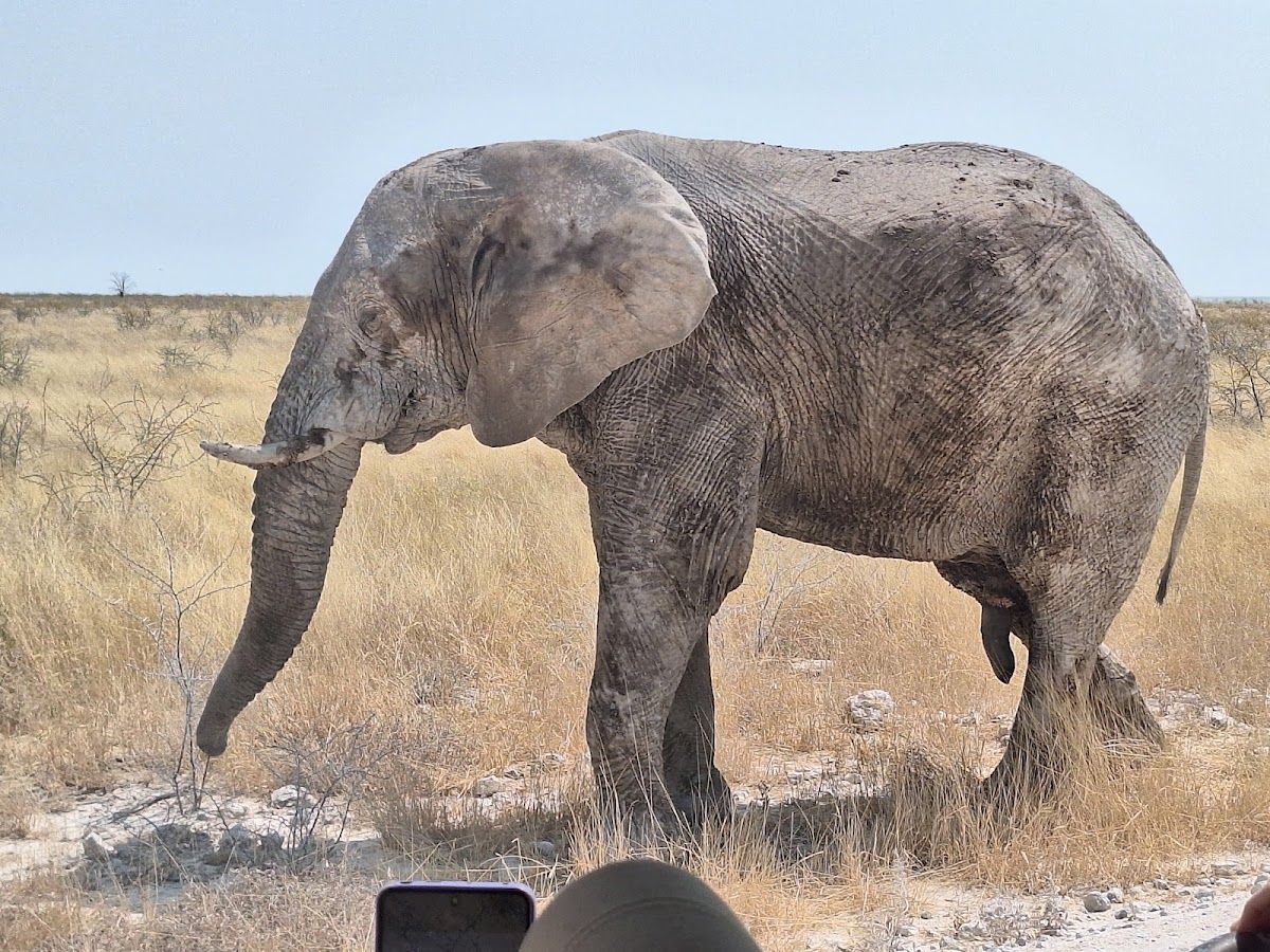 Chameleon Safaris — tour operator in Ferry Street, Namibia – photo 5