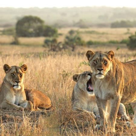 Judith Safaris — tour operator in 50 KN 14 Ave, Rwanda – photo 4