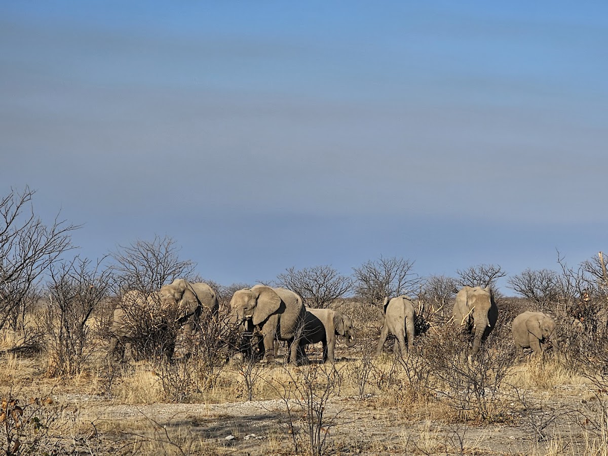 African Wanderer Tours + Safaris — tour operator in Hebenstreit Street, Namibia – photo 3