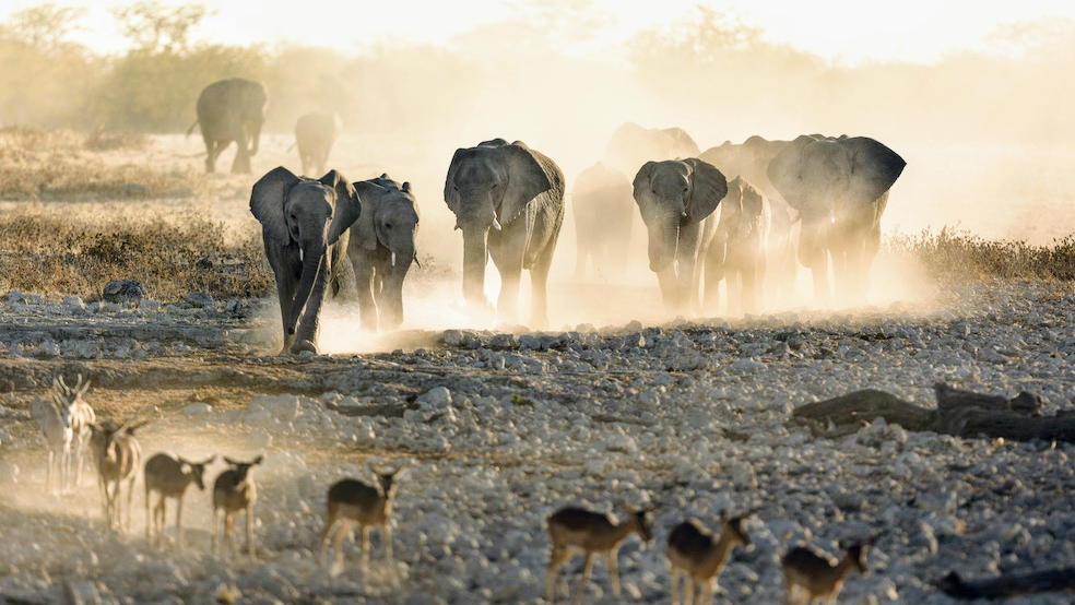 African Wanderer Tours + Safaris — tour operator in Hebenstreit Street, Namibia – photo 1