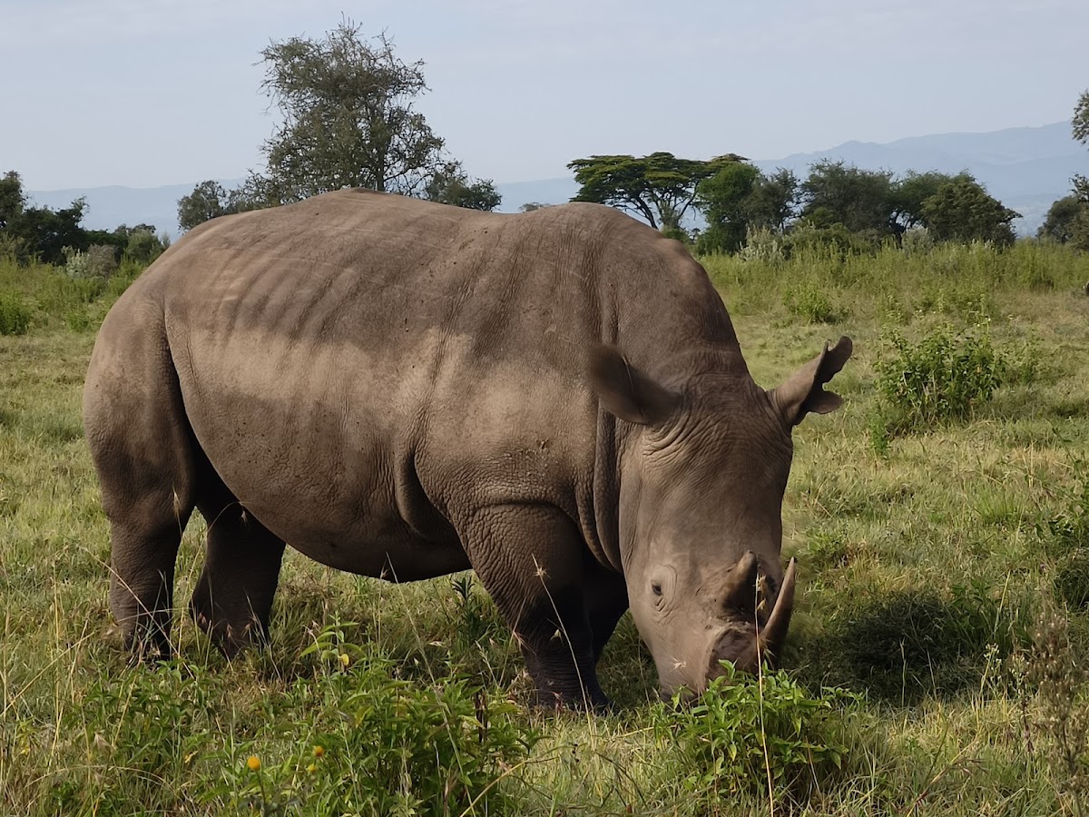 Axis Africa Safaris Tour Company & Travel Agency Nairobi | Vacations, Trips, Holidays adventures Kenya, Tanzania & Abroad — tour operator in 9TH Floor Suite 904 Koinange St, Kenya – photo 5