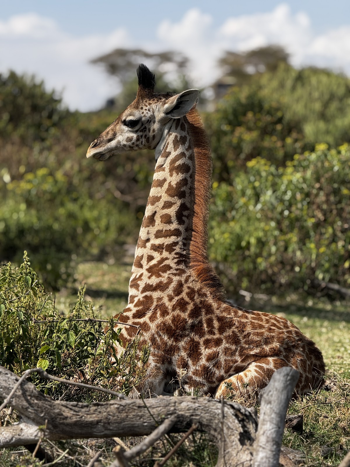 Axis Africa Safaris Tour Company & Travel Agency Nairobi | Vacations, Trips, Holidays adventures Kenya, Tanzania & Abroad — tour operator in 9TH Floor Suite 904 Koinange St, Kenya – photo 6