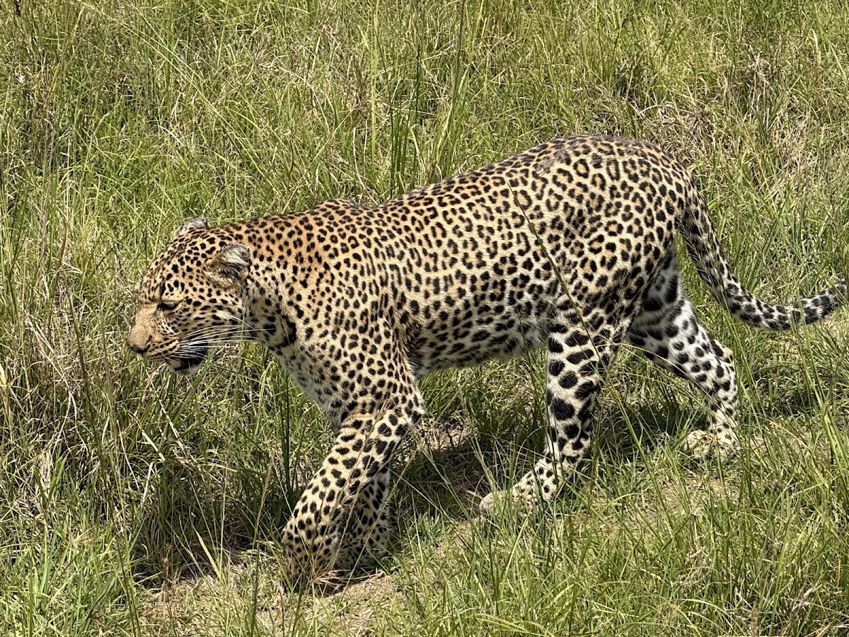 Axis Africa Safaris Tour Company & Travel Agency Nairobi | Vacations, Trips, Holidays adventures Kenya, Tanzania & Abroad — tour operator in 9TH Floor Suite 904 Koinange St, Kenya – photo 4