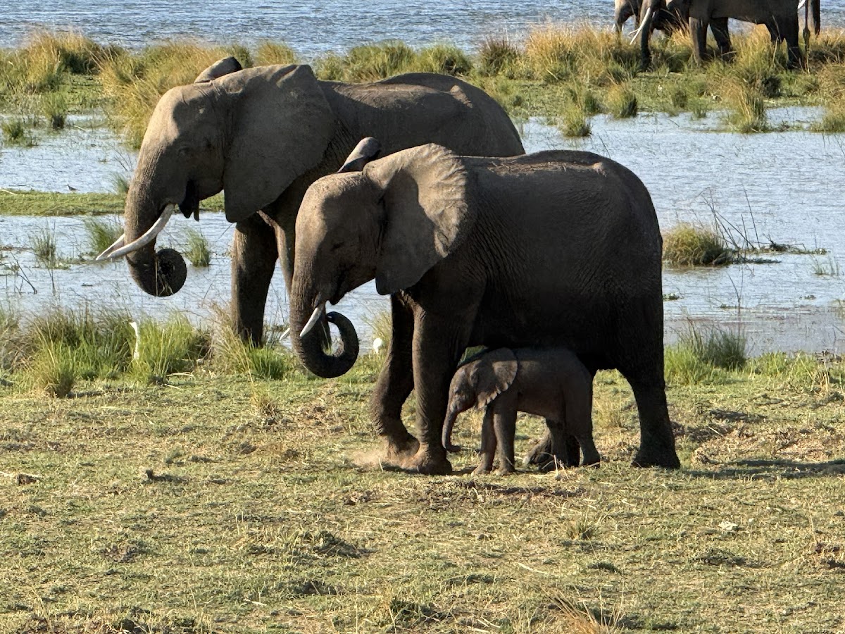 Anywhere In Africa Safaris — tour operator in Cape Town, South Africa – photo 3
