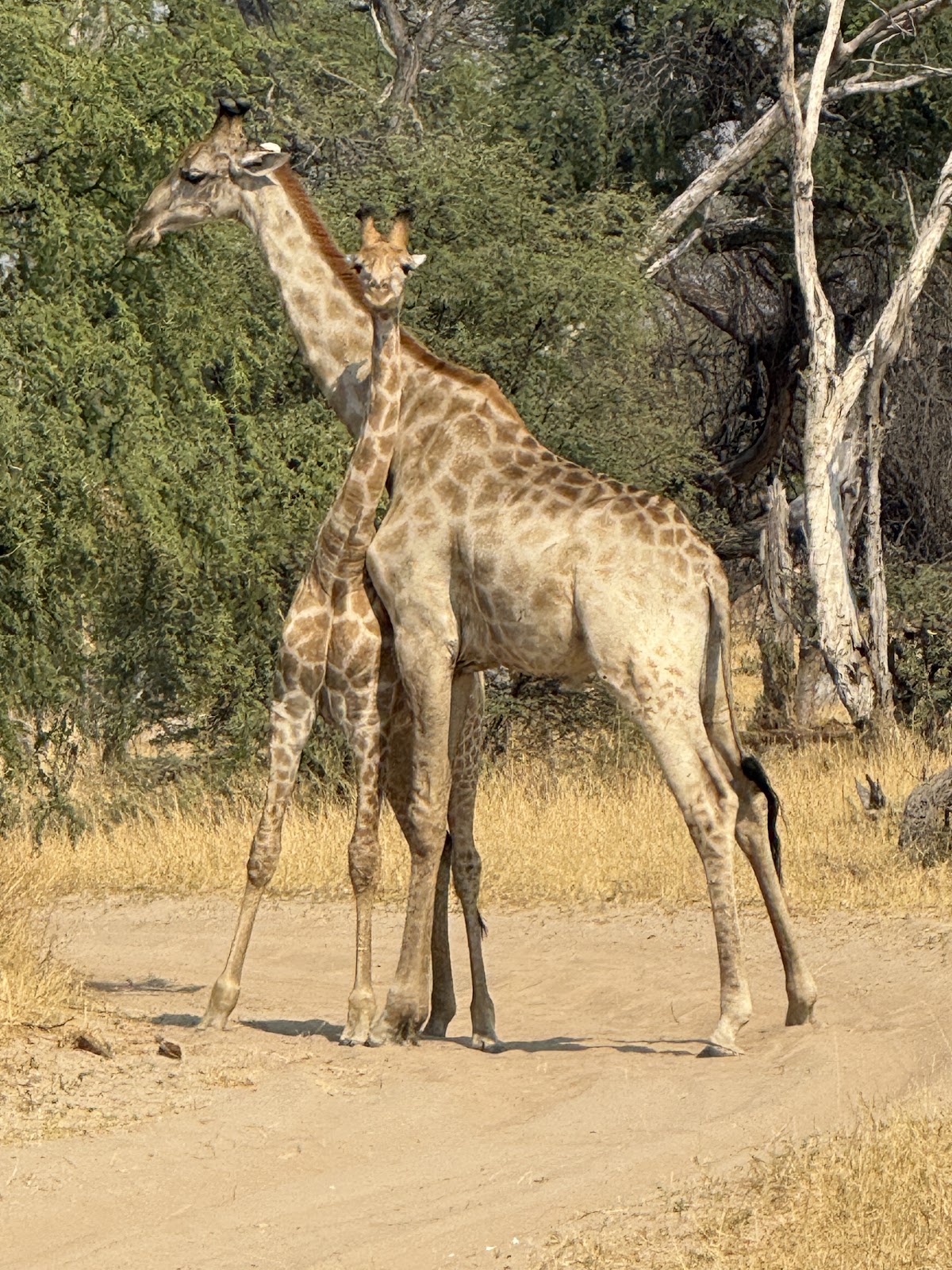 Anywhere In Africa Safaris — tour operator in Cape Town, South Africa – photo 5