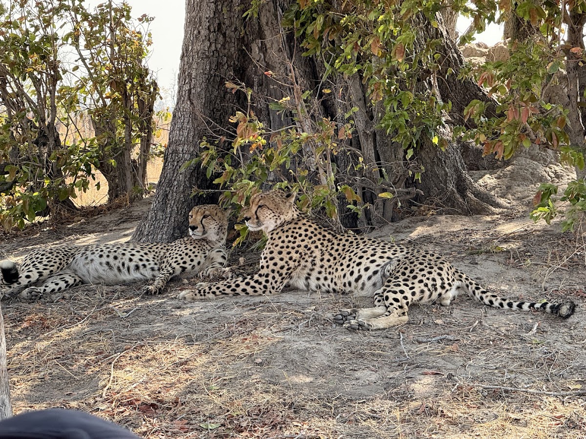 Anywhere In Africa Safaris — tour operator in Cape Town, South Africa – photo 2