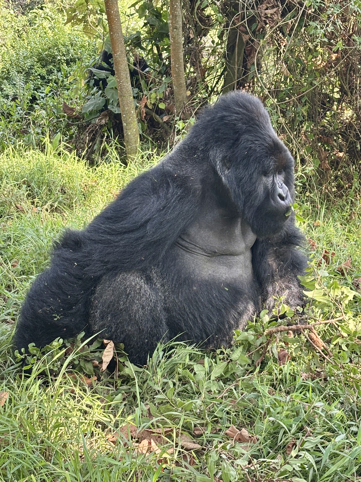 Mist Rwanda Safaris|Gorilla Trekking Rwanda|Gorilla Trekking Uganda|Akagera Safaris — tour operator in 3, Rwanda – photo 3