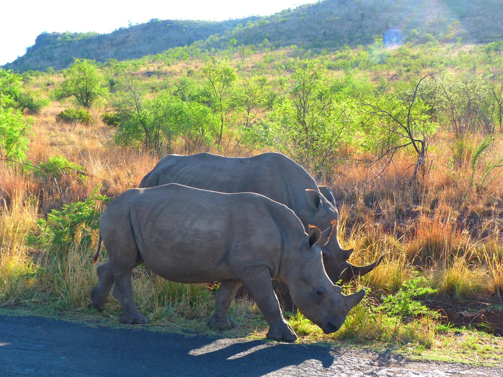 Mmilo Tours and Safaris — tour operator in Centurion, South Africa – photo 6