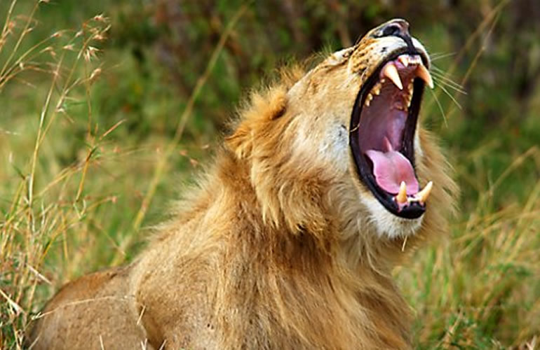 Back of Africa Adventure (Kenya & Tanzania Safari Tours Provider) — tour operator in Moi Avenue street, Kenya – photo 1