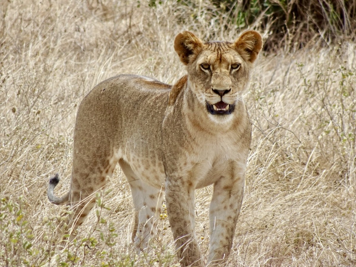 Back of Africa Adventure (Kenya & Tanzania Safari Tours Provider) — tour operator in Moi Avenue street, Kenya – photo 2