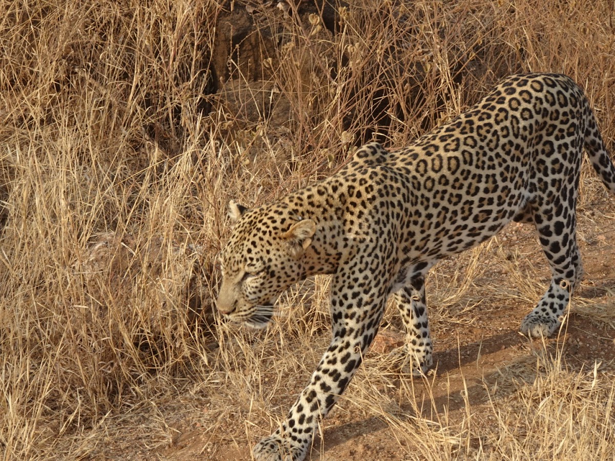 Back of Africa Adventure (Kenya & Tanzania Safari Tours Provider) — tour operator in Moi Avenue street, Kenya – photo 6