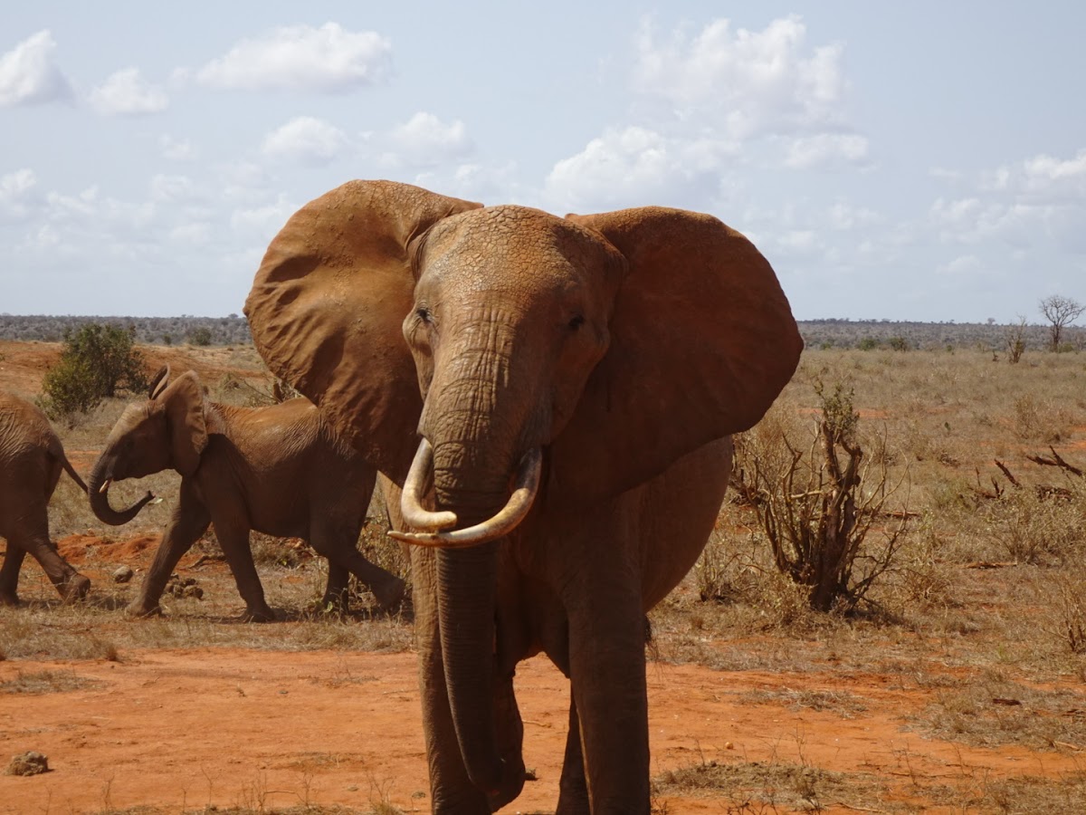 Back of Africa Adventure (Kenya & Tanzania Safari Tours Provider) — tour operator in Moi Avenue street, Kenya – photo 3