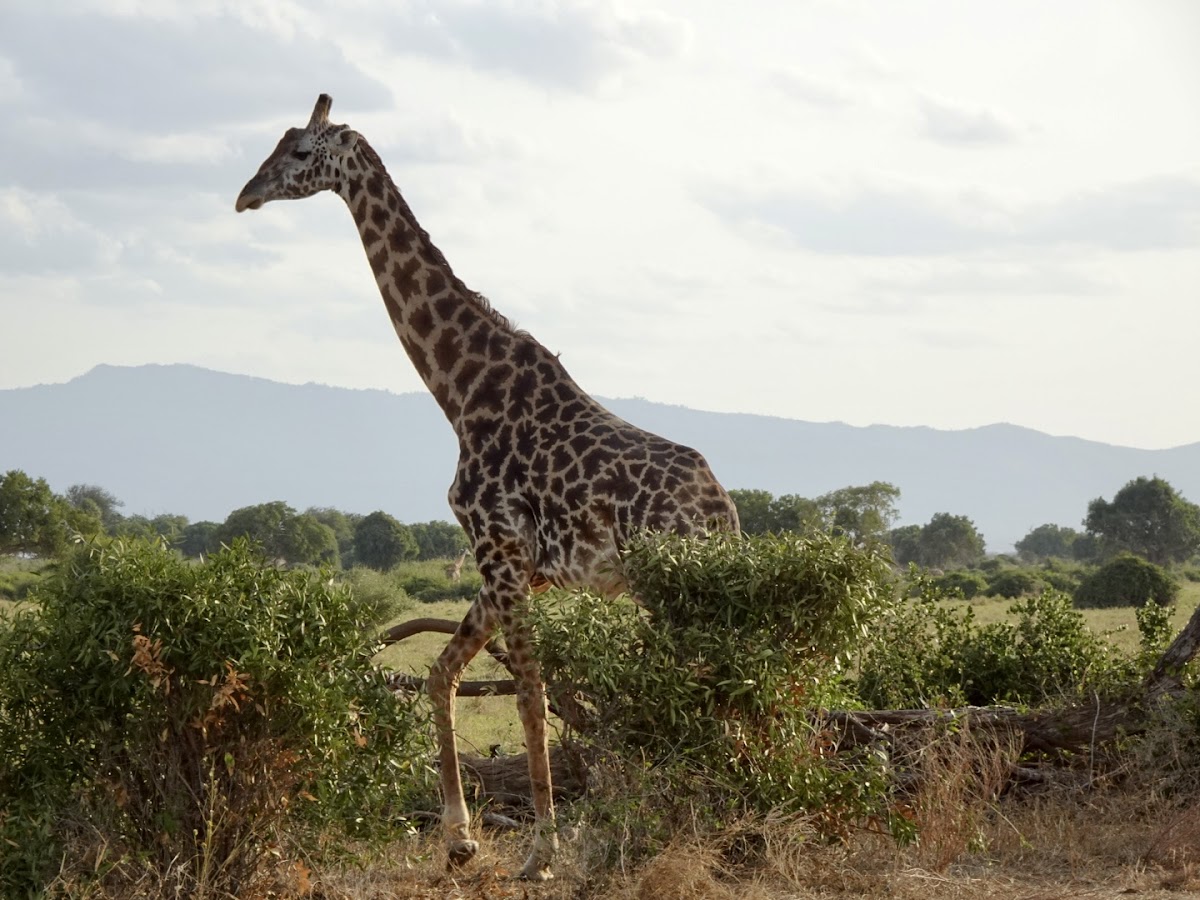Back of Africa Adventure (Kenya & Tanzania Safari Tours Provider) — tour operator in Moi Avenue street, Kenya – photo 5