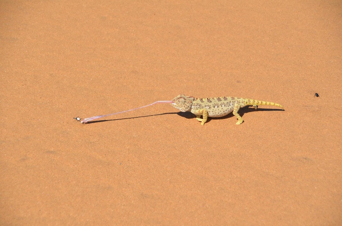 Charly's Desert Tours — tour operator in Sam Nujoma Ave, Namibia – photo 1
