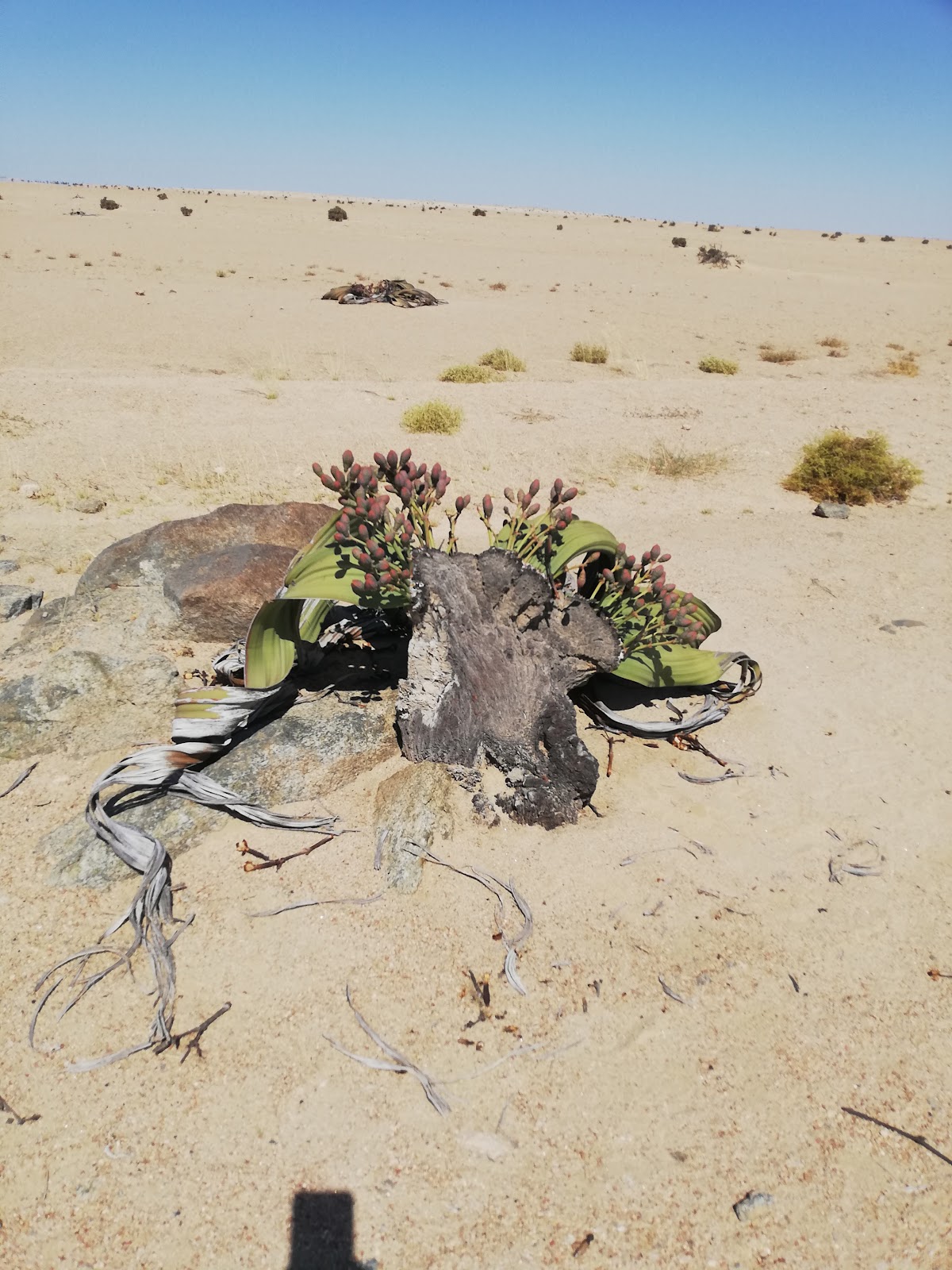 Charly's Desert Tours — tour operator in Sam Nujoma Ave, Namibia – photo 6